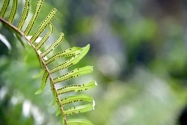 Hojas Helecho Como Fondo Fresco Verde Natural Estrobulo Esporofítico Helecho — Foto de Stock