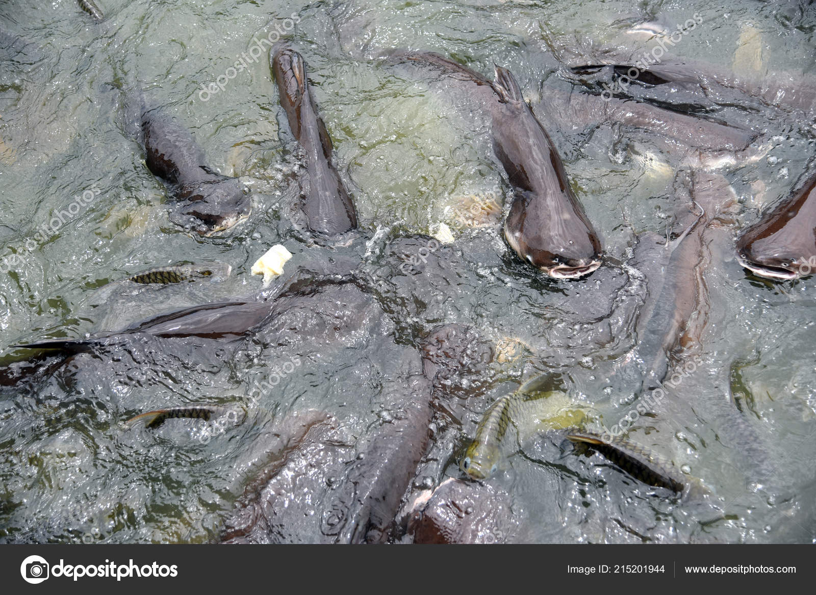 Requin Iridescent Poisson Chat Rayé Poisson Chat Sutchi