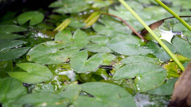 Lotus yaprağı havuzda. Yaprak Lotus üzerinde açık.