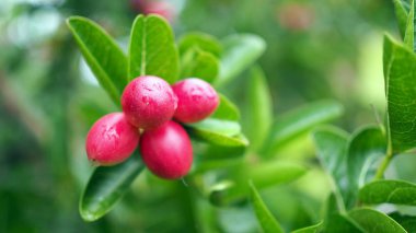 Doğal Bahçe ağacında üzerinde süper meyve (Carissa carandas Linn.).