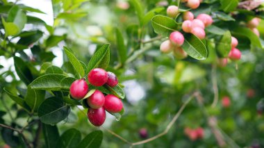 Doğal Bahçe ağacında üzerinde süper meyve (Carissa carandas Linn.).