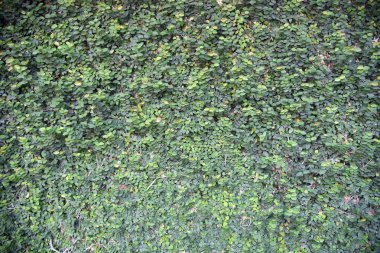 Coatbuttons, Meksika daisy. Duvarda bir süs bitki olarak dikilen ağaç küçük yaprak süslemeleri evin duvar veya çit. Ficus pumila.