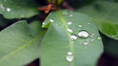 Su damlaları ile bırakır. Yeşil yaprak su damla arka planı için.