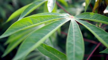 Manyok güzel yeşil kırsal kesimde.