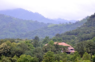 Ormanın ortasında bir ev. Ormanda bir tepenin ortasında bir ev.