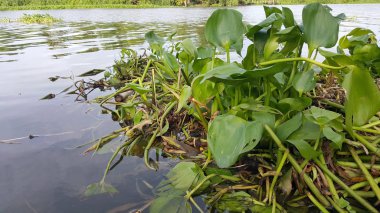 Su nehirde yüzen sümbül.