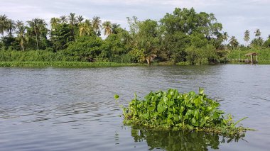 Su nehirde yüzen sümbül.
