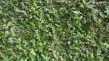 Coatbuttons, Meksika daisy. Duvarda bir süs bitki olarak dikilen ağaç küçük yaprak süslemeleri evin duvar veya çit. Ficus pumila.