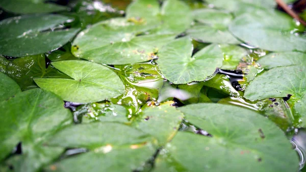 Φύλλο Lotus Στη Λίμνη Φύλλο Του Λωτού Στον Υπαίθριο — Φωτογραφία Αρχείου