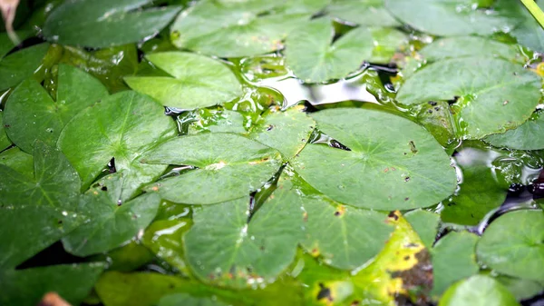 Lotus yaprağı havuzda. Yaprak Lotus üzerinde açık.