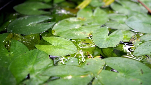 Lotus Yaprağı Havuzda Yaprak Lotus Üzerinde Açık — Stok fotoğraf