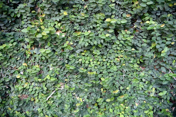 Botões Casaco Margarida Mexicana Árvore Pequena Folha Plantada Parede Como — Fotografia de Stock