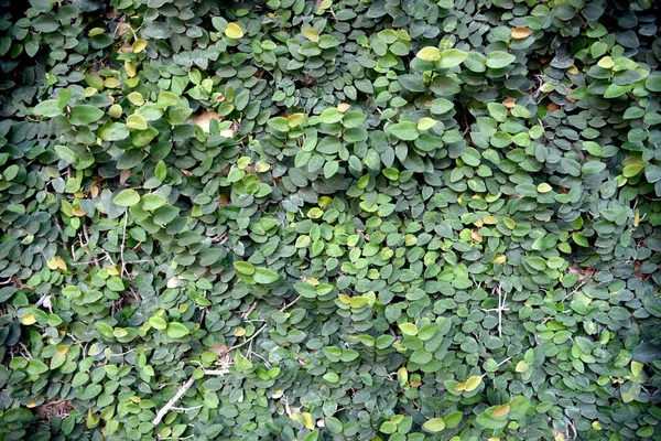 Botões Casaco Margarida Mexicana Árvore Pequena Folha Plantada Parede Como — Fotografia de Stock
