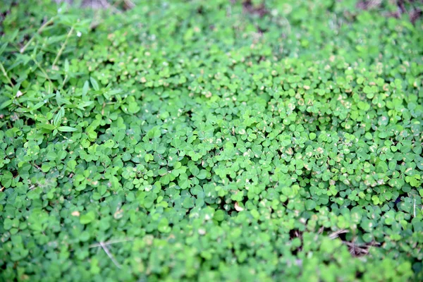 List Zelený Jetel Plevel Textury Pozadí — Stock fotografie