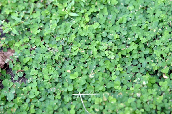 Hoja Trébol Verde Hierba Texturas Fondo — Foto de Stock