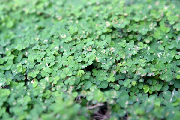 Daun Semanggi Hijau Ganja Tekstur Latar Belakang — Stok Foto