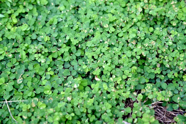 Green Clovers Leaf Weed Background Textures — Stock Photo, Image