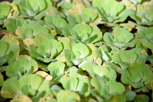 Wasserlinse Grüne Wasserlinse Natürlicher Hintergrund Auf Dem Wasser — Stockfoto