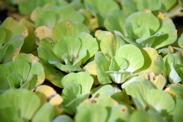 Duckweed Yeşil Duckweed Doğal Zemin Üzerine — Stok fotoğraf