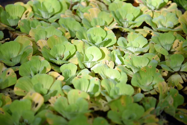 Duckweed Yeşil Duckweed Doğal Zemin Üzerine — Stok fotoğraf