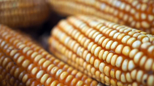Raw Corn Seeds or Corn kernels are the fruits of corn. Grains of ripe corn. Kernels and seeds of maize.