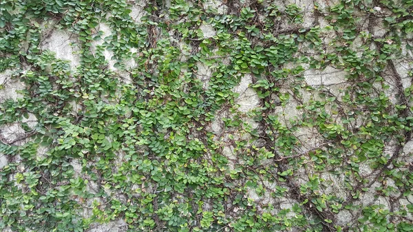 Botones Abrigo Margarita Mexicana Árbol Pequeña Hoja Plantada Pared Como — Foto de Stock