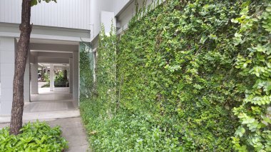 Coatbuttons, Meksika daisy. Duvarda bir süs bitki olarak dikilen ağaç küçük yaprak süslemeleri evin duvar veya çit. Ficus pumila.