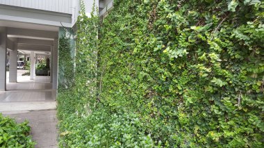 Coatbuttons, Meksika daisy. Duvarda bir süs bitki olarak dikilen ağaç küçük yaprak süslemeleri evin duvar veya çit. Ficus pumila.