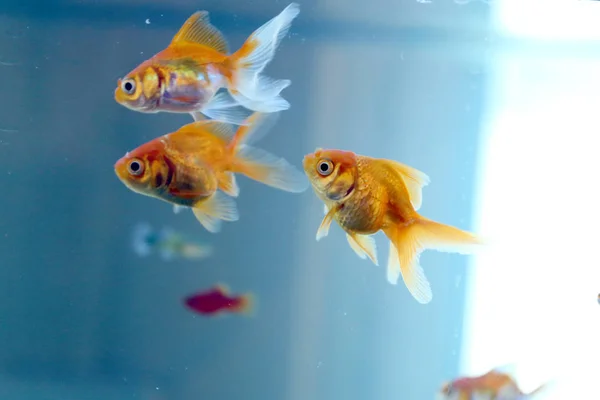 Goldfish Floating Aquarium Home Carassius Auratus Royalty Free Stock Images