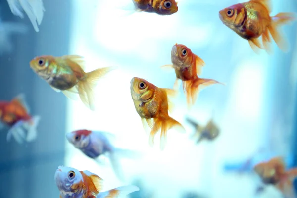 Goldfish Floating Aquarium Home Carassius Auratus Stock Picture