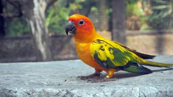 Papagaio Tribunal Papagaio Colorido Belos Papagaios Psittaciformes — Fotografia de Stock