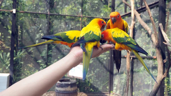 Papagaio Tribunal Papagaio Colorido Belos Papagaios Psittaciformes — Fotografia de Stock