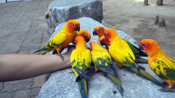 Papagaio Tribunal Papagaio Colorido Belos Papagaios Psittaciformes — Fotografia de Stock