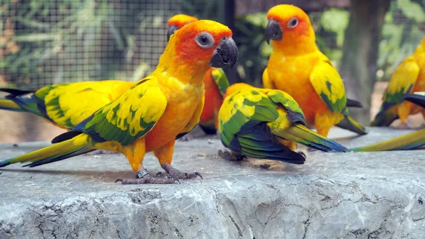 Der Hofpapagei Bunte Papageien Schöne Papageien Psittaciformes — Stockfoto