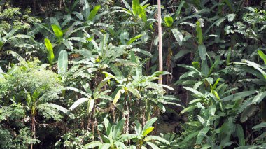 Muz doğal yağmur ormanlarında yetişir.