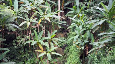Muz doğal yağmur ormanlarında yetişir.