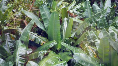 Muz doğal yağmur ormanlarında yetişir.