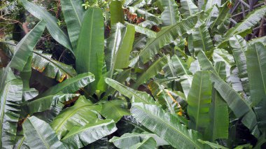 Muz doğal yağmur ormanlarında yetişir.