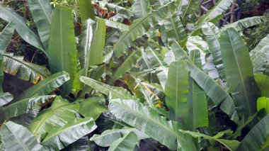 Muz doğal yağmur ormanlarında yetişir.