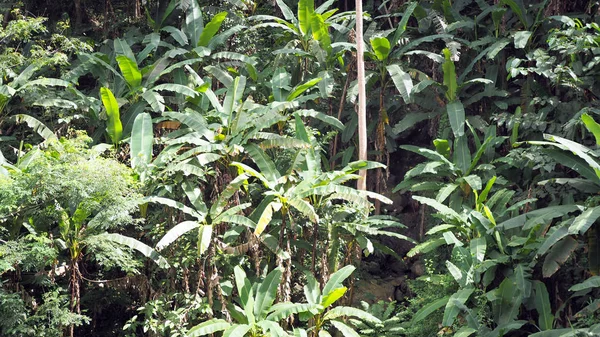 Muz doğal yağmur ormanlarında yetişir.