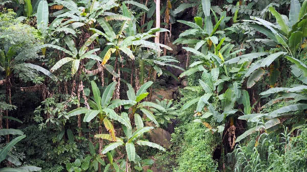 Muz doğal yağmur ormanlarında yetişir.