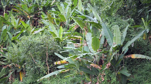 Банан Растет Естественным Образом Тропических Лесах — стоковое фото
