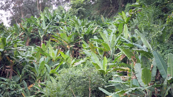 Banane Wächst Natürlich Regenwald — Stockfoto