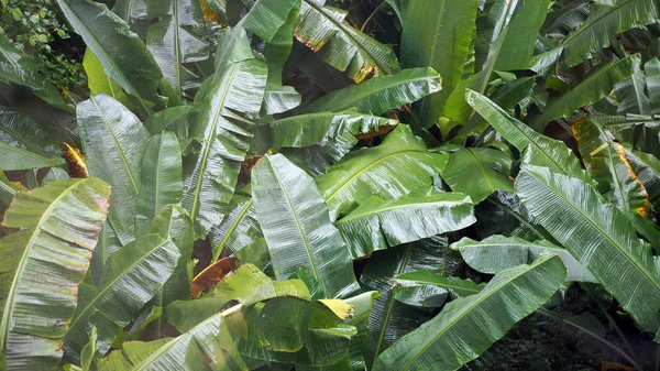 Plátano Crece Naturalmente Selva Tropical — Foto de Stock