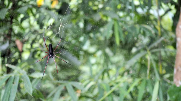 蜘蛛在一个自然背景的蜘蛛网蜘蛛 — 图库照片