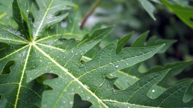 Su damlaları ile bırakır. Yeşil yaprak su damla arka planı için.