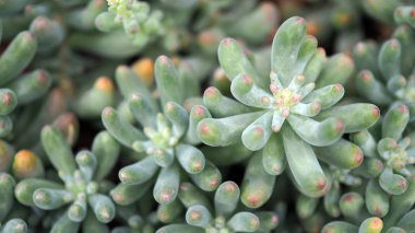 Succulents ya da kaktüs çöl botanik bahçesinde bulunan Kum taş dekorasyon ve tarım konsept tasarımı için arka plan çakıl taşı. Bahçedeki pachyphyllum.