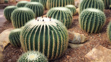 Altın varil kaktüs veya botanik bahçesinde Echinocactus grusonii. Bir yuvarlak yeşil cactaceae dikenli, yakın çekim. (Echinocactus grusonii Hildm)