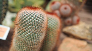 Kırmızı başlı İrlandalı. Mammillaria spinosissima. Cactaceae Meksika.