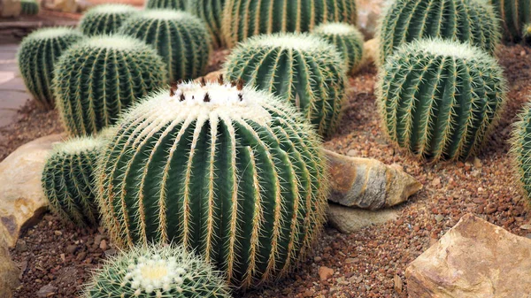 Golden Barrel Cactus Nebo Echinocactus Grusonii Botanické Zahradě Detailní Záběr Royalty Free Stock Fotografie